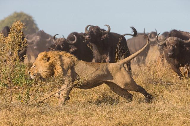 007 Botswana, Okavango Delta.jpg